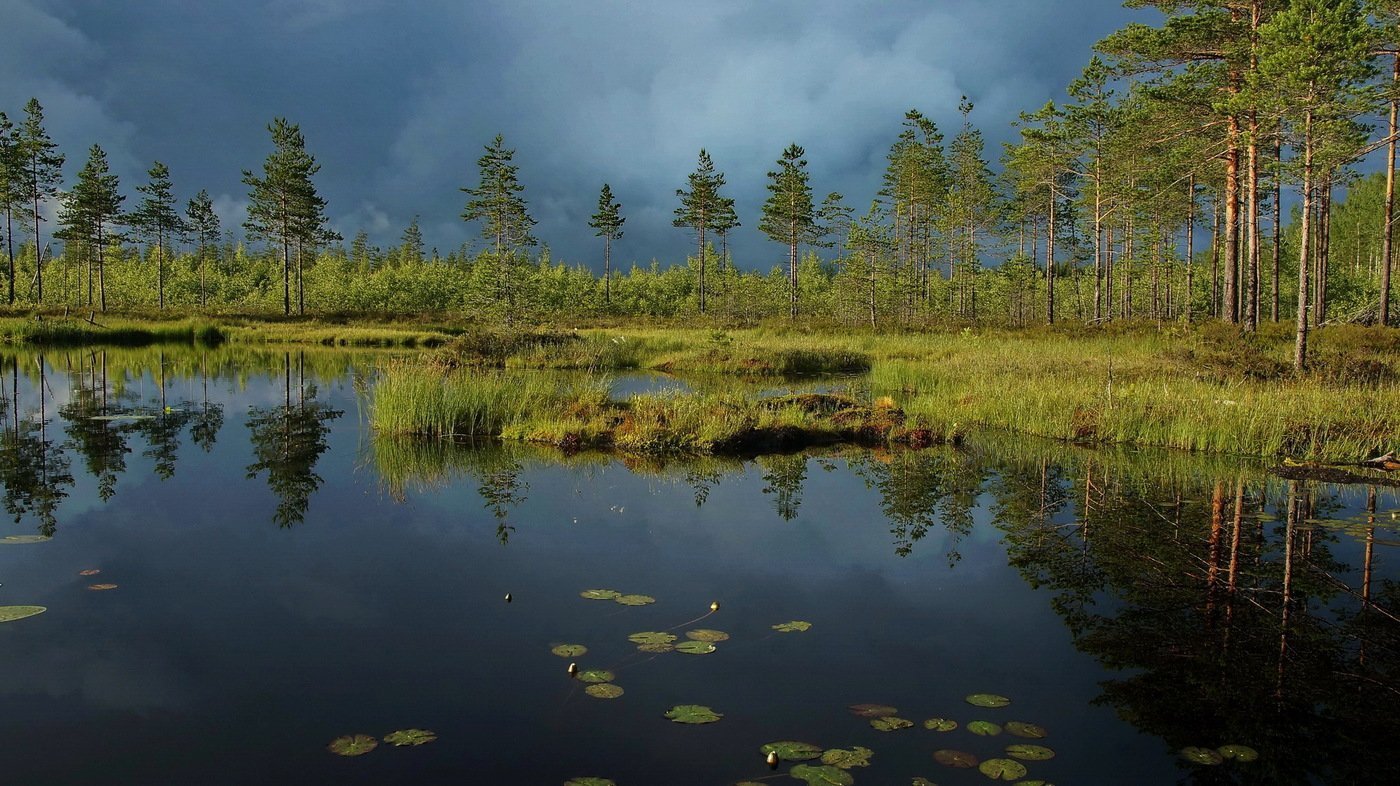 В тайге много болот. Таежный болотистые озера. Болото Юпяужшуо Карелия. Великое болото Вологодской области. Болота тайги в России.