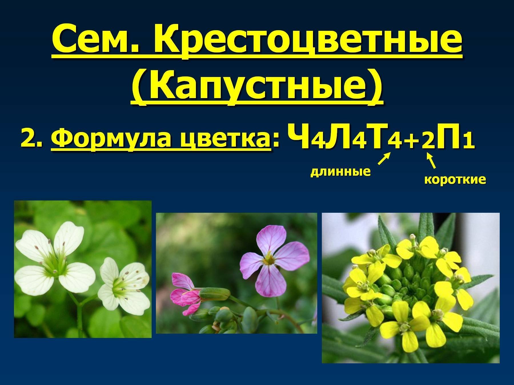 Крестоцветные особенности. Формула цветка ч4л4т4+2п1 характерна для. Крестоцветные капустные формула. Формула крестоцветных растений. Соцветие крестоцветных.