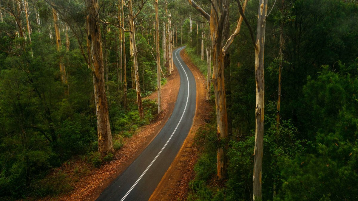 Животный мир влажных лесов австралии
